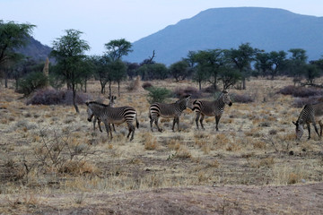 Fototapeta na wymiar Hartmann's mountain zebra (Equus zebra hartmannae) - Namibia Africa