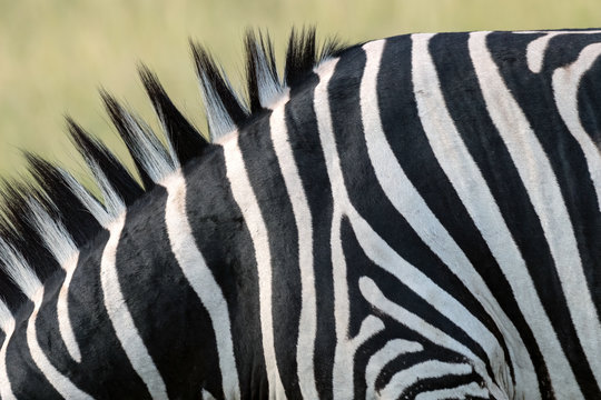 Close-up of an adult zebra showing the detail in the mane and stripe pattern.