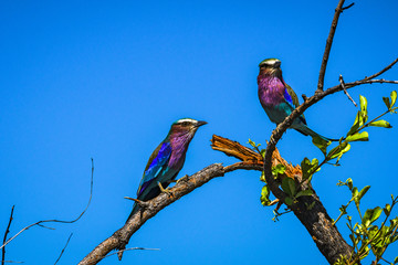 Der Zweig des Zweisamkeit