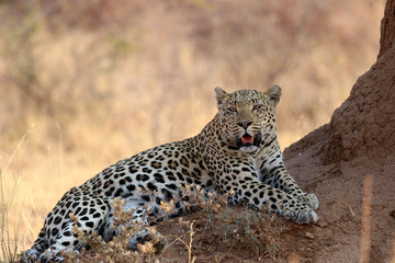 Leopard at a termite hill - Namibia Africa