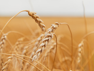 Wheat field. Ears of golden wheat close up. Beautiful Nature Sunset Landscape. Rural Scenery under Shining Sunlight. Background of ripening ears of wheat field. Rich harvest Concept. Label art design.