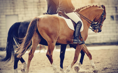 Equestrian sport. Portrait sports brown stallion in the double bridle. The leg of the rider in the stirrup, riding on a red horse.