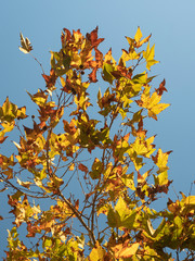 A fragment of an autumn tree with yellow, red, gold, green leaves on a blue background.