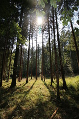 morning in the forest