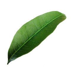 Fototapeta na wymiar green leaf of mango isolated on white background