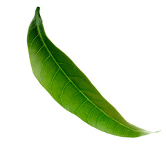 Obraz premium green leaf of mango isolated on white background