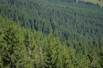 Fototapeta na wymiar Green spruce forest on a mountainside