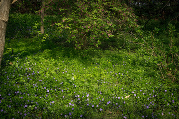 Obraz na płótnie Canvas Blue botanical periwinkle plant or vinca minor close up
