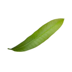 green leaf of mango  isolated on white background