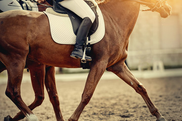 Equestrian sport. Portrait sports brown stallion in the double bridle. The leg of the rider in the...