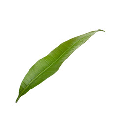Obraz premium green leaf of mango isolated on white background