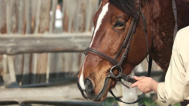 Beautiful brown horse close up. Harnessing a horse. People, hippotherapy and equestrian sport concept.