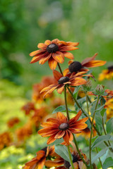 Orange flowers with yellow background in the garden
