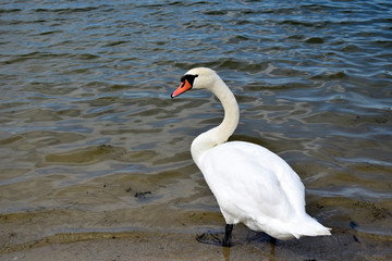 Fototapeta premium The white swan goes to water. Wild nature. A graceful beautiful adult waterfowl. Natural landshaft of eastern Europe.