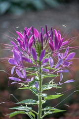 Beautiful elegant flowers. Selective focus. Great Green Background. Vertical orientation. Floral decorations.