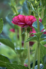 Beautiful elegant flower. Selective focus. Great Green Background. Vertical orientation. Floral decorations. Nature in the summer garden.