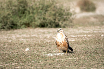 clean image of long legged buzzard or buteo rufinus portrait. He was sitting in open field with a beautiful green background at tal chhapar blackbuck sanctuary, churu, rajasthan, India
