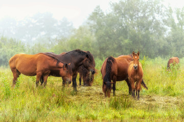Herd of horses grazing in a meadow in the mist