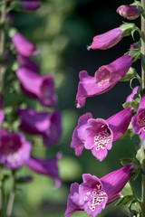 Beautiful elegant flowers. Selective focus. Great Green Background. Vertical orientation. Floral decorations.