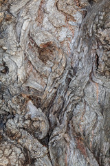 Closeup Tree Bark Texture For Background or Overlay