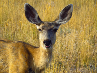 Female Muledeer