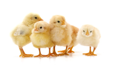 Yellow little chickens.