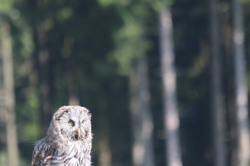 great grey owl