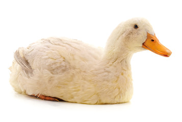 White beautiful duck.