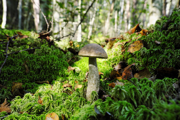 White mushroom and moss