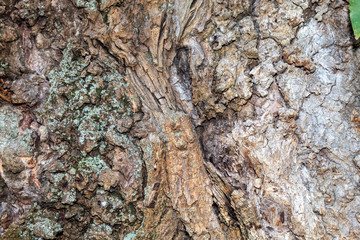 Closeup Tree Bark Texture For Background or Overlay