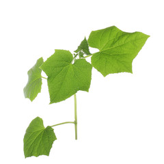 Fototapeta premium branch with leaves of cucumber isolated on white background