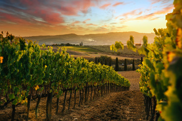 Fototapeta na wymiar Beautiful sunset over vineyards.