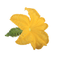 yellow flower cucumber isolated on white background