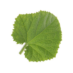 green leaf  cucumber isolated on white background