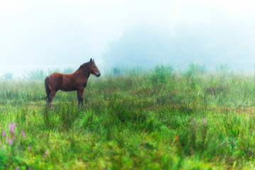 Herd of horses grazing in a meadow in the mist