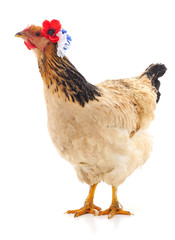 Chicken with wreath.