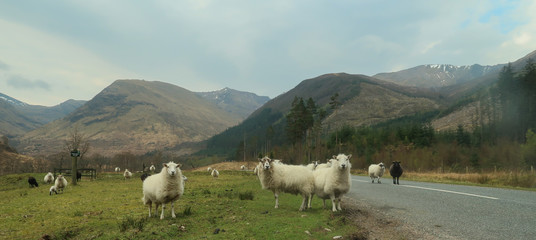 A flock of Scottish sheep