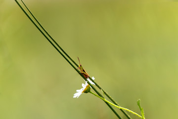 Orthoptera on the stem of a daisy