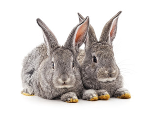 Two small rabbits.