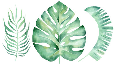 Green leaves hand drawn watercolor raster illustration set