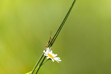 Orthoptera on the stem of a daisy. White daisy flower. Green blurred background. Morning in the summer and autumn meadow.