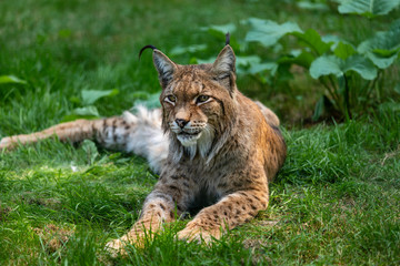 Full body of lying relaxed eurasian lunx on the grass.