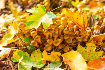 honey mushrooms among fallen maple leaves on a sunny autumn day