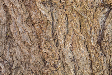 Closeup Brownish Tree Bark Texture For Background or Overlay