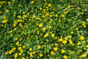 Ficaria verna, lesser celandine, pilewort or ranunculus ficaria