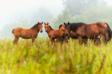 Herd of horses grazing in a meadow in the mist