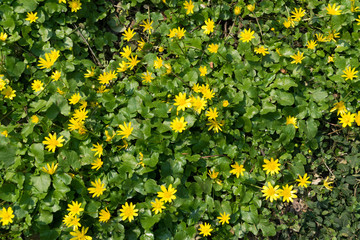 Ficaria verna, lesser celandine, pilewort or ranunculus ficaria