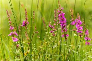 A beautiful lawn, a flowers and green grass with stunning drops of dew