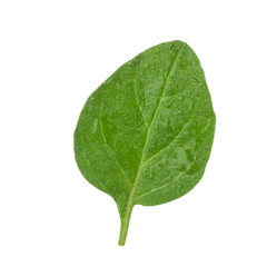 Fototapeta na wymiar oregano leaf isolated on white background