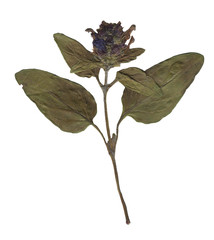Isolated dried herbal for decoration. Summer leave and flower on the white background. Clip art.